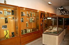 Muzeul de Stiinte Naturale, Tinca , Foto: WR