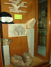 Muzeul de Stiinte Naturale, Tinca , Foto: WR