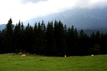 Zănoaga clearing
