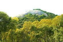 The Fortress Bud