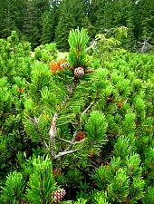 Jneapănul (Pinus mugo), Foto: Tőrös Víg Csaba