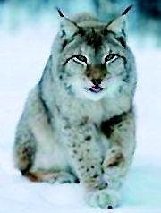 Râs (Lynx lynx), Foto: WR
