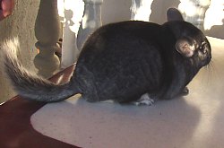Chinchilla, Foto: WR