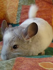 Chinchilla, Foto: WR