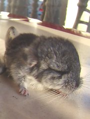 Chinchilla, Foto: WR