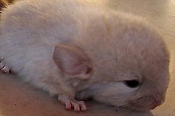 Chinchilla, Foto: WR