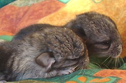 Chinchilla, Foto: WR