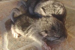 Chinchilla, Foto: WR