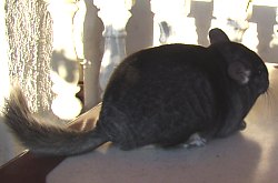 Chinchilla, Foto: WR