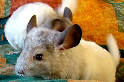Chinchilla, Foto: WR