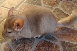 Chinchilla, Foto: WR