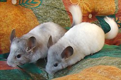 Chinchilla, Foto: WR