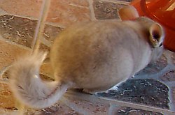 Chinchilla, Foto: WR