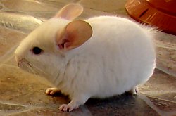 Chinchilla, Foto: WR