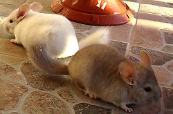 Chinchilla, Foto: WR