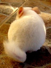 Chinchilla, Foto: WR