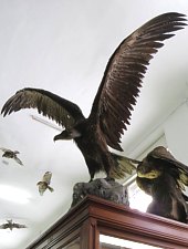 Cluj, Muzeul Zoologic, Foto: Mezei Elemér