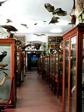 Cluj, Muzeul Zoologic, Foto: Mezei Elemér