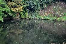 Lacul Vrajitoarea, Ocna Sugatag , Foto: WR