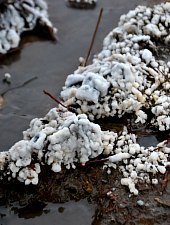 Izvorul sarat, Ocna Sugatag , Foto: WR