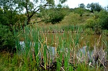 Lacul Forzing, Ocna Sugatag , Foto: WR
