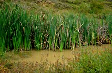 Lacul Forzing, Ocna Sugatag , Foto: WR
