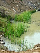 Lacul Mihaly, Ocna Sugatag , Foto: WR