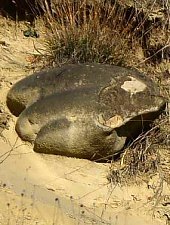 Firtănuș, Geological formations, Firtănuș , Photo: Csedő Attila