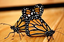 Casa Fluturilor, Praid , Foto: Asociația Geografică Vulticulus