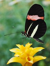 Casa Fluturilor, Praid , Foto: Asociația Geografică Vulticulus