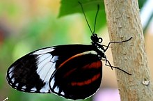 Casa Fluturilor, Praid , Foto: Asociația Geografică Vulticulus