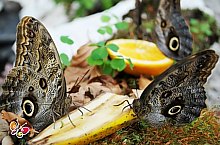 Casa Fluturilor, Praid , Foto: Asociația Geografică Vulticulus