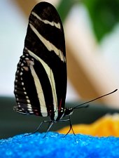 Casa Fluturilor, Praid , Foto: Asociația Geografică Vulticulus