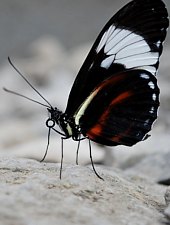 Casa Fluturilor, Praid , Foto: Asociația Geografică Vulticulus