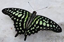 Casa Fluturilor, Praid , Foto: Asociația Geografică Vulticulus