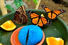 Casa Fluturilor, Praid , Foto: Asociația Geografică Vulticulus