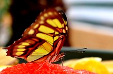 Casa Fluturilor, Praid , Foto: Asociația Geografică Vulticulus