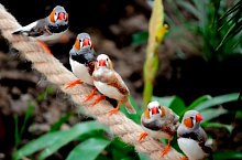 Casa Fluturilor, Praid , Foto: Asociația Geografică Vulticulus