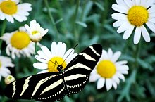 Casa Fluturilor, Praid , Foto: Asociația Geografică Vulticulus