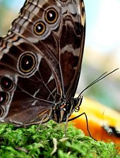 Casa Fluturilor, Praid , Foto: Asociația Geografică Vulticulus