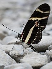 Casa Fluturilor, Praid , Foto: Asociația Geografică Vulticulus
