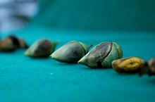 Casa Fluturilor, Praid , Foto: Asociația Geografică Vulticulus