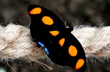 Casa Fluturilor, Praid , Foto: Asociația Geografică Vulticulus