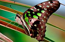 Casa Fluturilor, Praid , Foto: Asociația Geografică Vulticulus