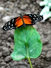 Casa Fluturilor, Praid , Foto: Asociația Geografică Vulticulus