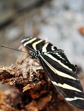 Casa Fluturilor, Praid , Foto: Asociația Geografică Vulticulus