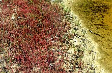 Cheile Sarii, Praid , Foto: Mezei Elemér