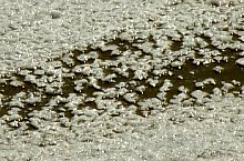 Cheile Sarii, Praid , Foto: Mezei Elemér