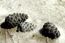 Cheile Sarii, Praid , Foto: Mezei Elemér