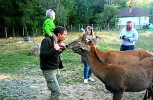 Parcul de animale salbatice Ivo, DN13a Balauseri-Miercurea Ciuc, Foto: Ivoi vadaspark